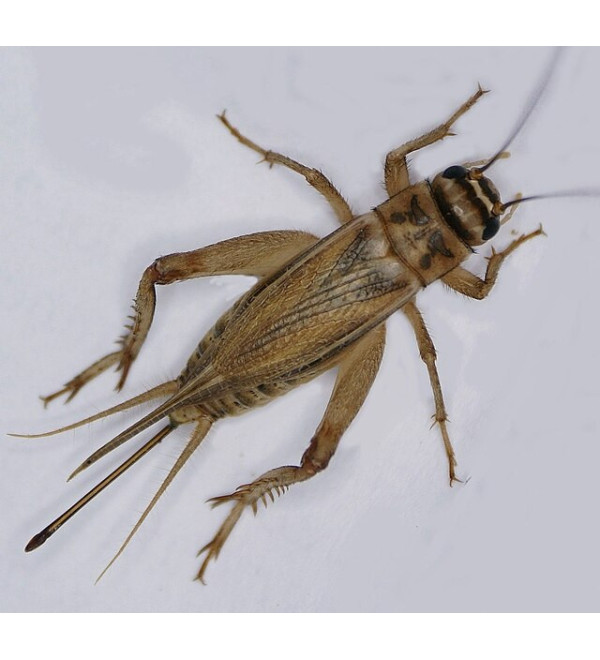 Huis Krekel (Acheta Domesticus)