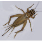 Huis Krekel (Acheta Domesticus) Huis Krekel (Acheta Domesticus)