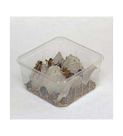 Huis Krekel (Acheta Domesticus)