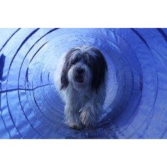Topmast Agility Tunnel - 5 Meter