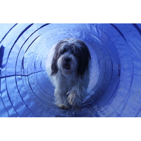 Topmast Agility Tunnel - 5 Meter