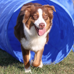 Topmast Agility Tunnel - 5 Meter