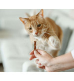 Katten Benodigdheden