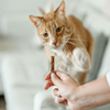  Katten Benodigdheden 